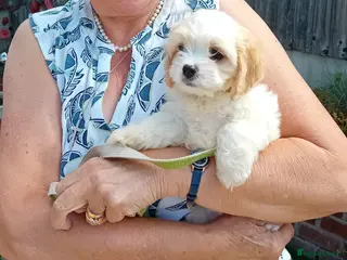 Cavachon dogs Beautiful extensively health tested cavachon’s - Advert 16