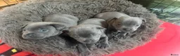 Staffordshire Bull Terrier dogs for sale: KCRegistered BlueStaffordshire BullTerrier Puppies in Clydebank - Advert 14