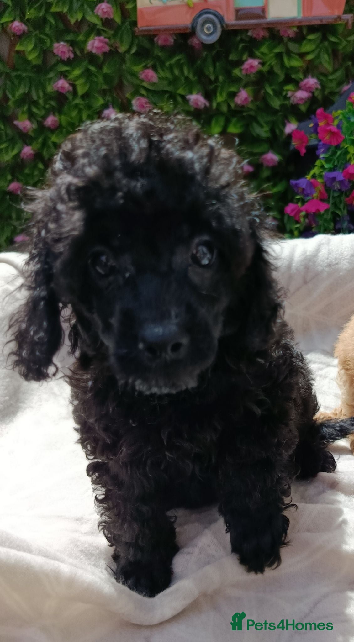 Toy Poodle dogs READY NOW HEALTH TESTED TOY POODLES KC REG  - Advert 1