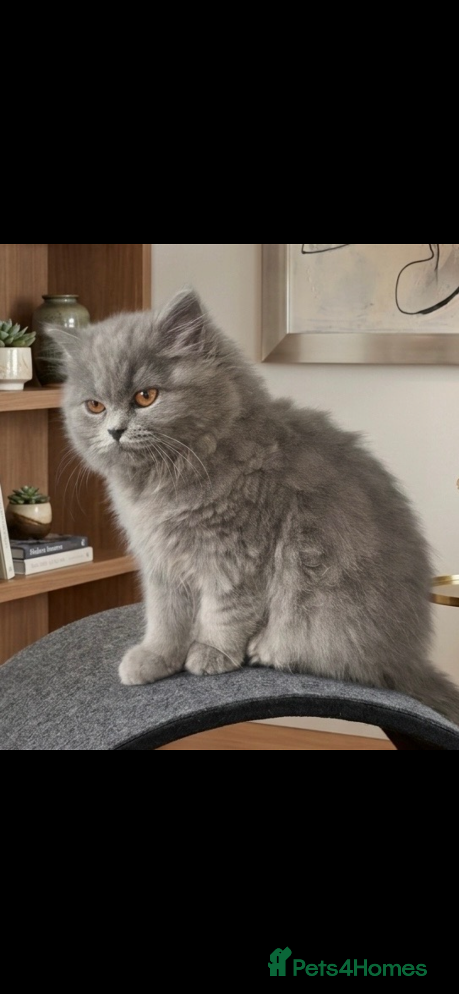 British Longhair cats 2 female British longhair cats , one male bsh - Advert 2