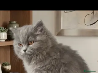 British Longhair cats 2 female British longhair cats , one male bsh - Advert 2