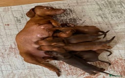 Miniature Dachshund dogs for sale: STUNNING MINIATURE DACHSHUND PUPPIES - Image 10