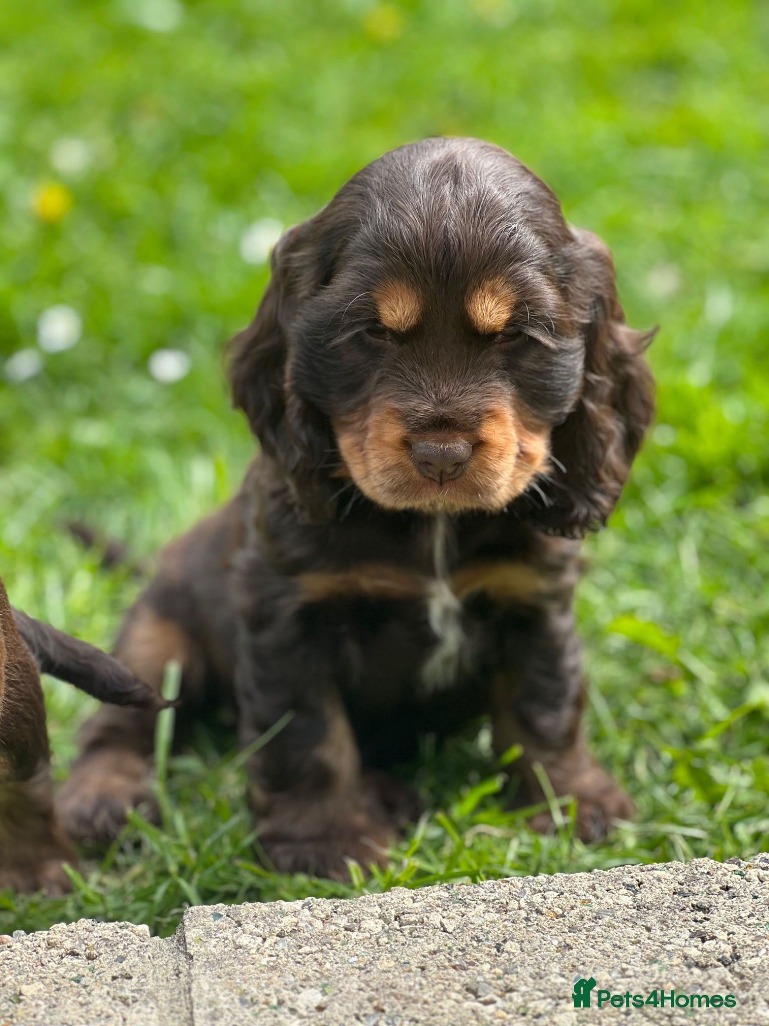 Cocker Spaniel dogs KC Registered Show-Type Cocker Spaniel Puppies - Advert 12