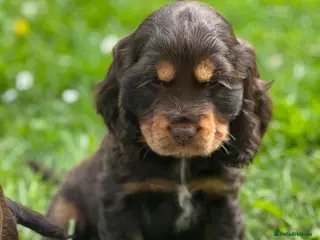 Cocker Spaniel dogs KC Registered Show-Type Cocker Spaniel Puppies - Advert 2
