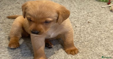 Labrador Retriever dogs - Advert 2