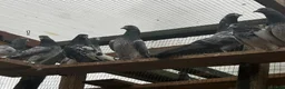 Pigeons birds for sale: Pakistani high flyers for sale  - Advert 5