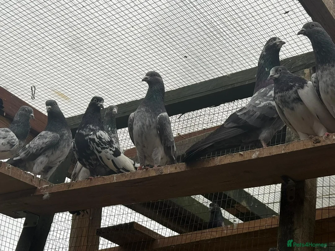 Pigeons birds for sale: Pakistani high flyers for sale  - Advert 5