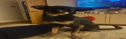 Russian Toy Terrier dogs for sale: RUSSIAN TOY TERRIERS  - Advert 7