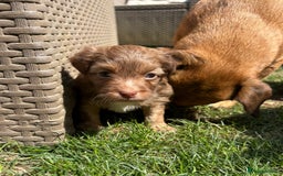 Jack Russell dogs for sale: Stunning Jack Russell’s ready in 2 weeks  - Image 8