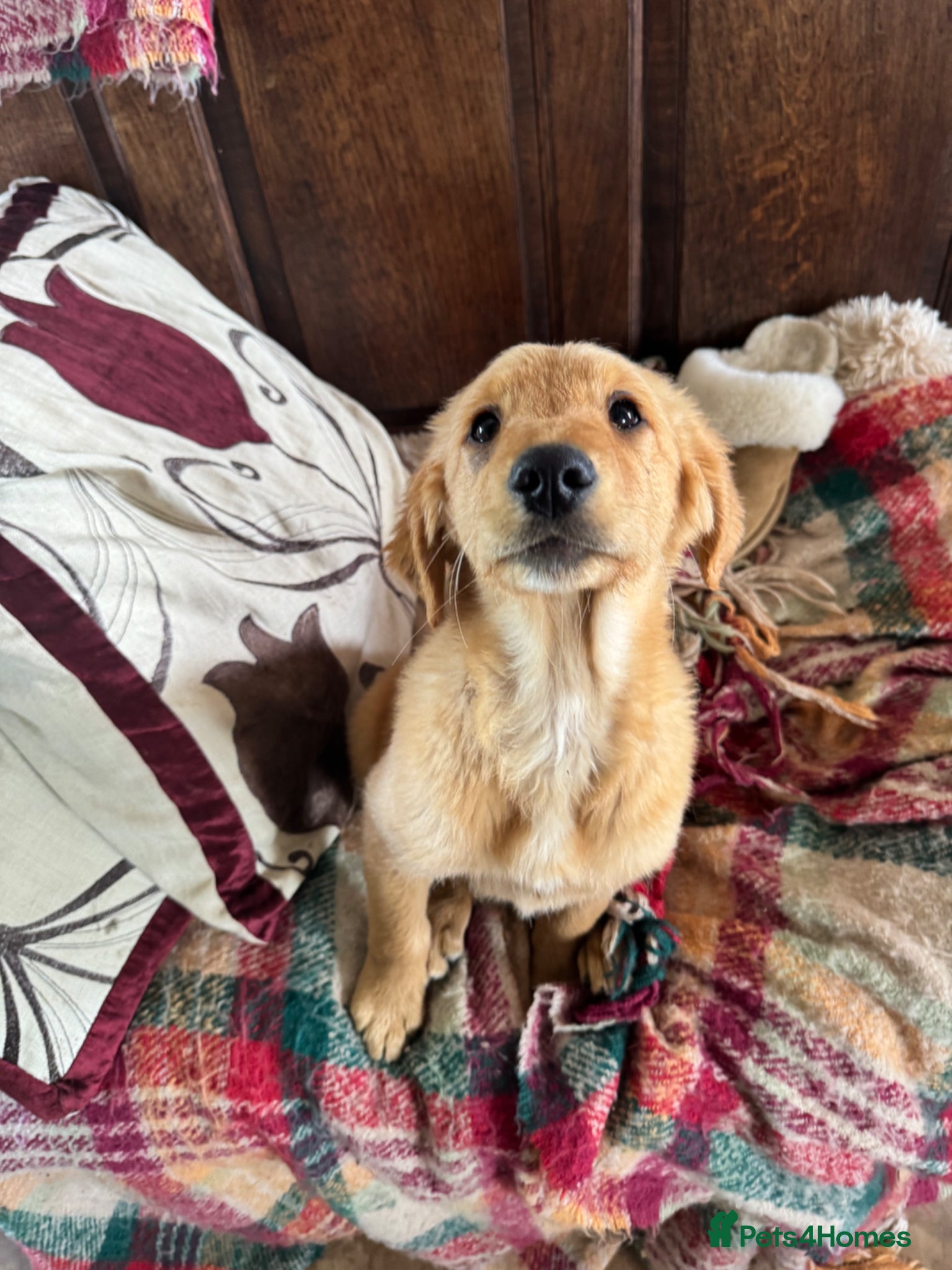 Golden Retriever dogs Charlie - health report available all good - Advert 2