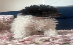 Toy Poodle dogs for sale: Rare parti poodle puppies - Image 11
