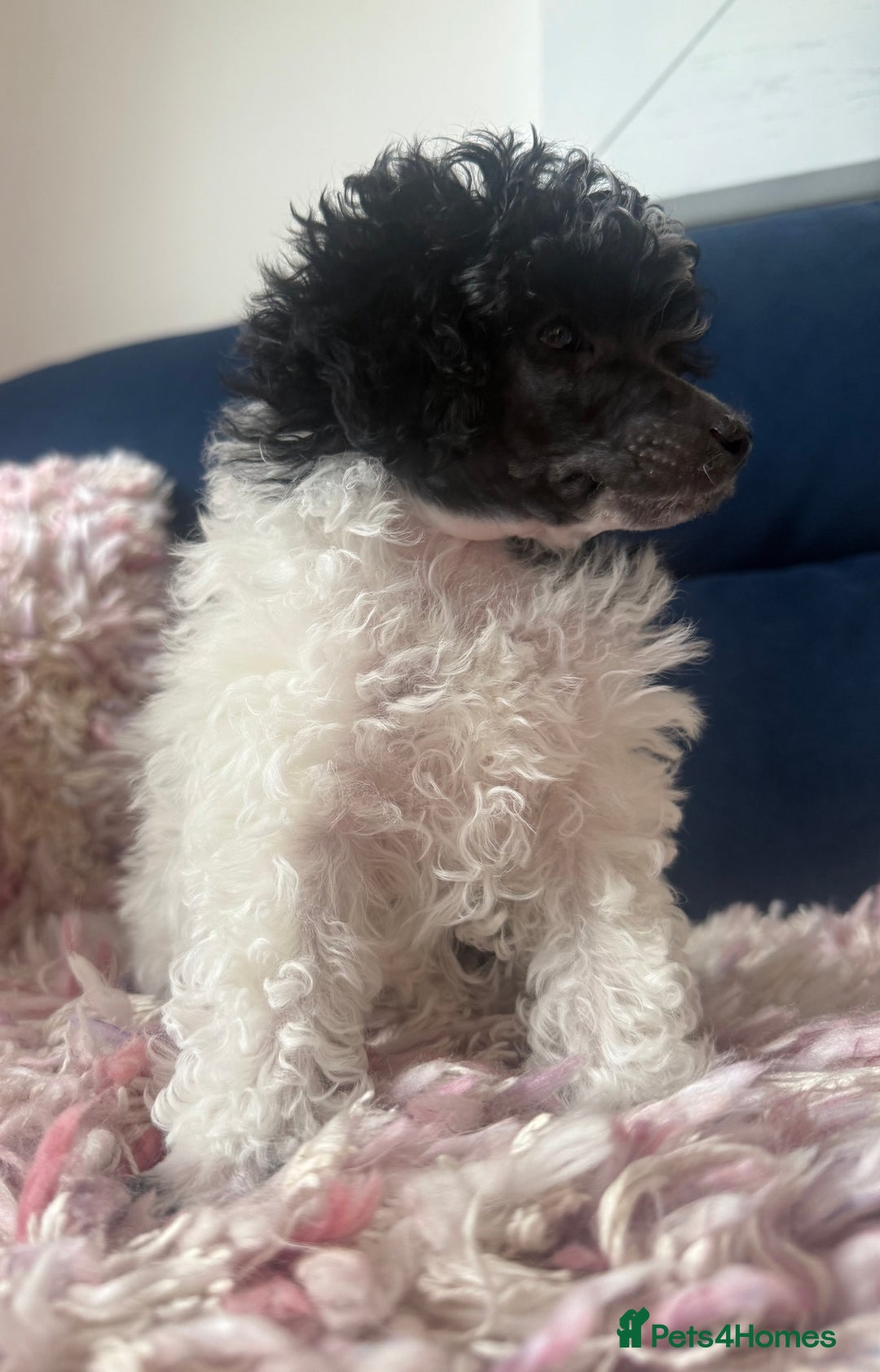 Toy Poodle dogs for sale: Rare parti poodle puppies - Image 11