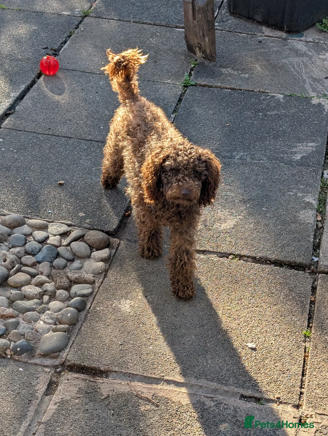 Cockapoo dogs for sale: F2b cockapoo pups Super Cute. Health test parents - Advert 7