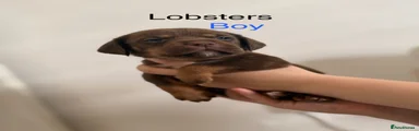 Lobster 