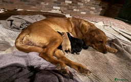 Labrador Retriever dogs for sale: Gorgeous Working Labrador Pups AVAILABLE NOW! - Image 4