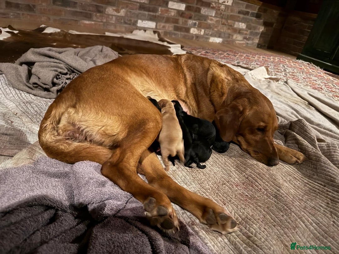 Labrador Retriever dogs for sale: Gorgeous Working Labrador Pups AVAILABLE NOW! - Image 4