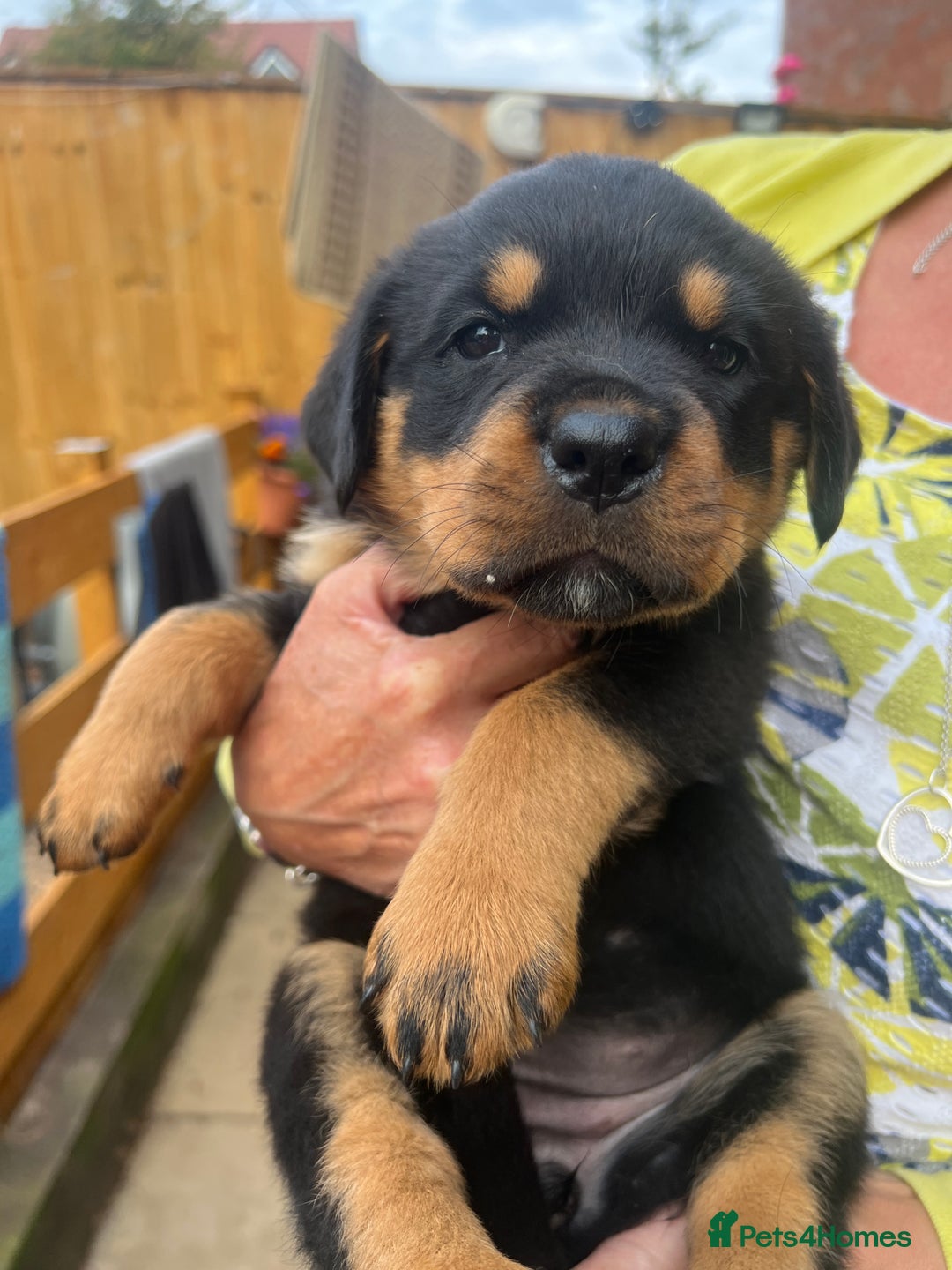 Rottweiler dogs for sale: Rottweiler babies  - Image 2