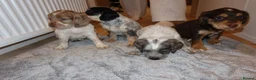 Cocker Spaniel dogs for sale: Cocker spaniel puppies tri - Advert 4