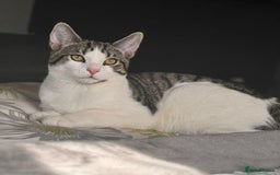 Tibetan cats for sale: Rehome male cat - Image 2