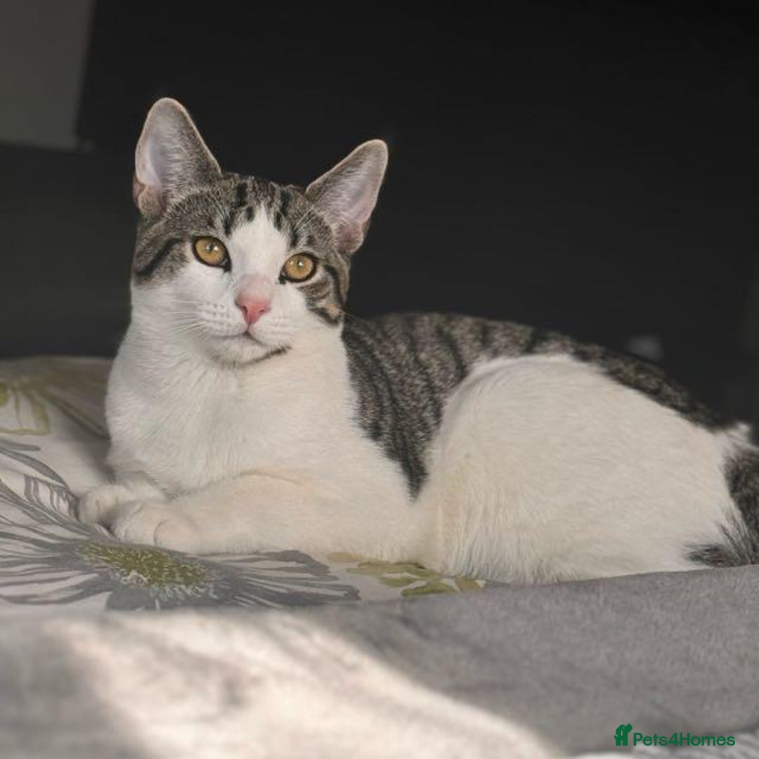 Tibetan cats for sale: Rehome male cat - Image 2
