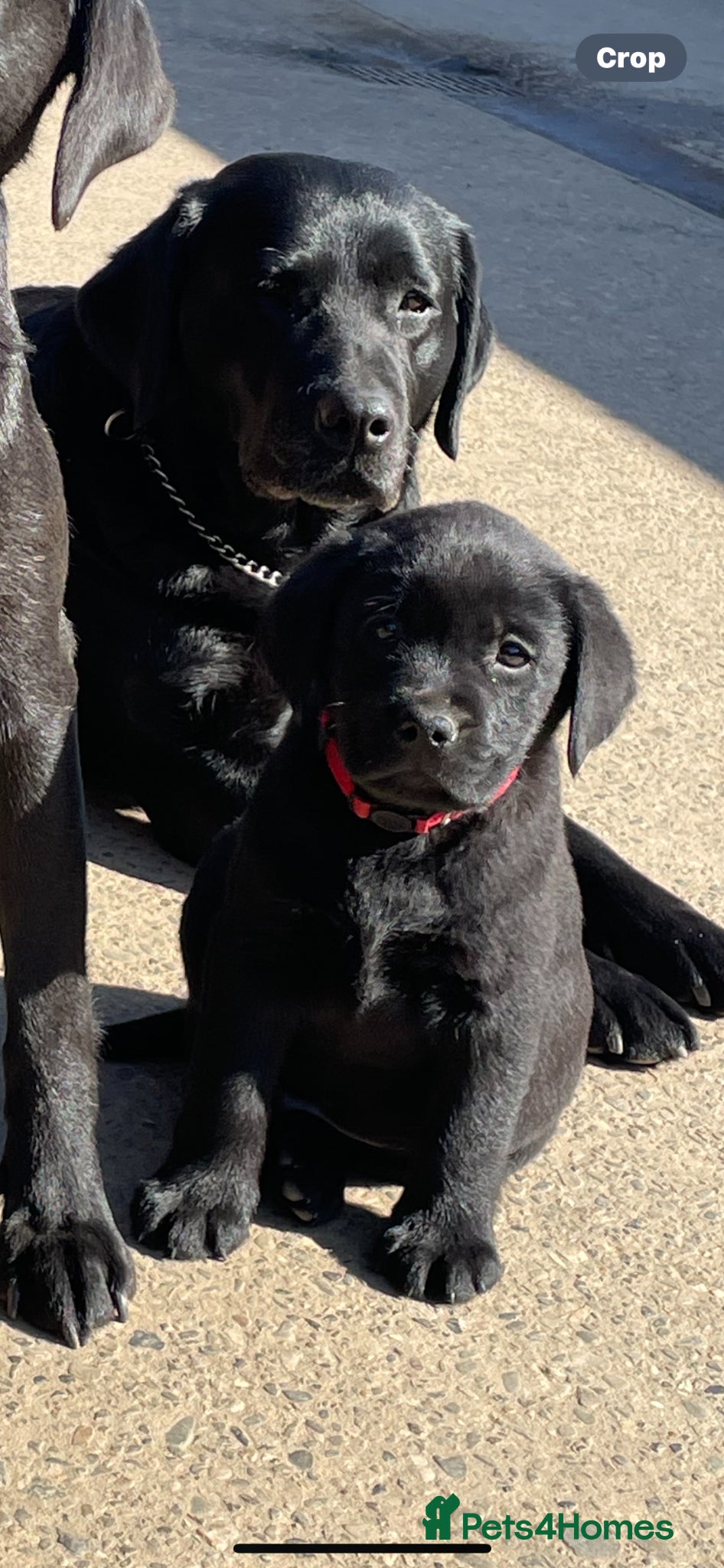 Labrador Retriever dogs  Chunky 3 Black girls, left . Labrador puppies  - Advert 2