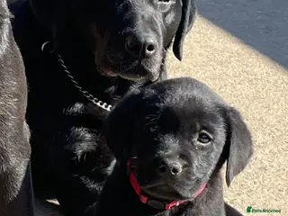 Labrador Retriever dogs Chunky 3 Black girls, left . Labrador puppies - Advert 2