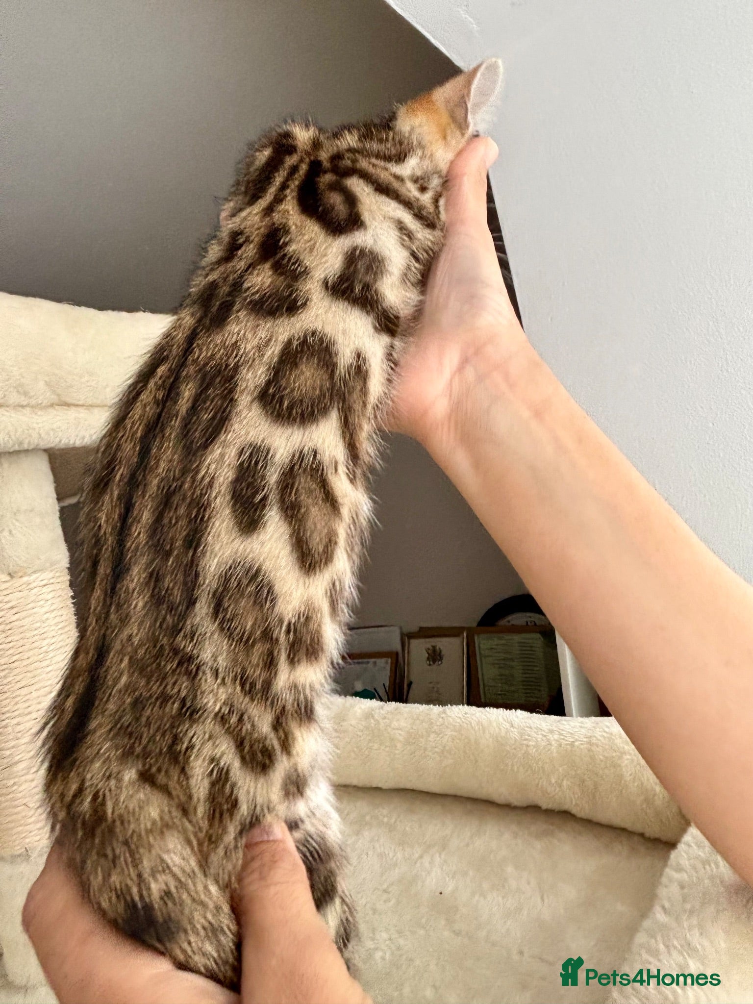 Bengal cats 🏆🥇Gorgeous Luxury Bengal Cubs Ready🥇🏆 - Advert 6