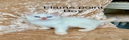 Ragdoll cats for sale: Beautiful ragdoll kittens  - Advert 3