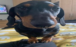 Dachshund dogs for stud: Lovely Tomos Black & Tan Dachshund For Stud in Redhill - Image 5