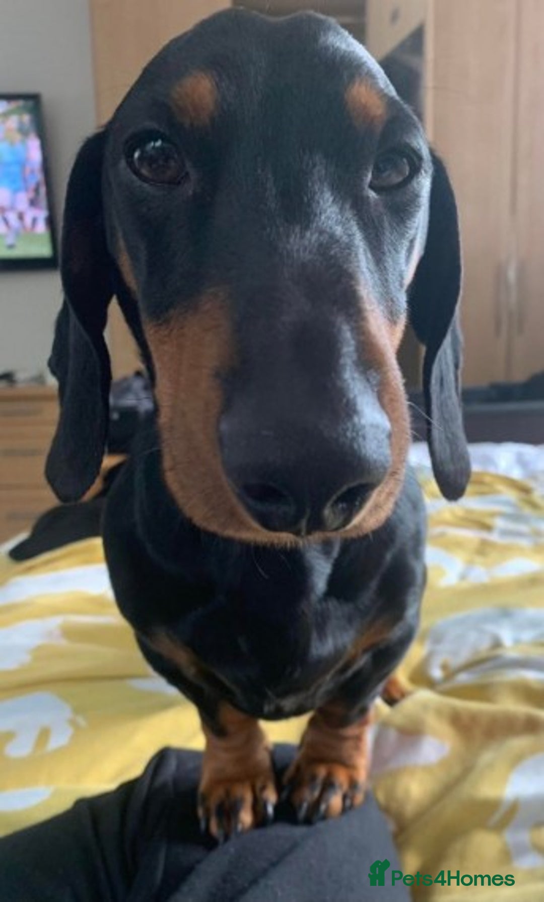 Dachshund dogs for stud: Lovely Tomos Black & Tan Dachshund For Stud in Redhill - Image 5