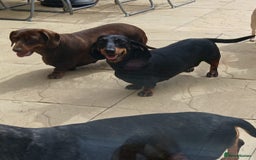 Dachshund dogs for sale: 2x mini dashunds girls to rehome  - Image 1