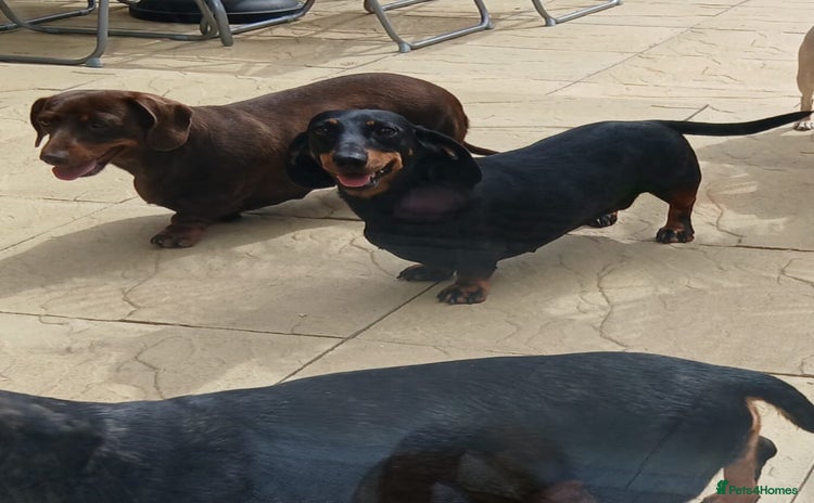 Dachshund dogs - Advert 3