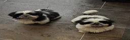 Shih Tzu dogs for sale: Black and white girl shitzu in Blackpool - Advert 4
