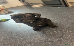 French Bulldog dogs for sale: Puppie for sale  - Image 1