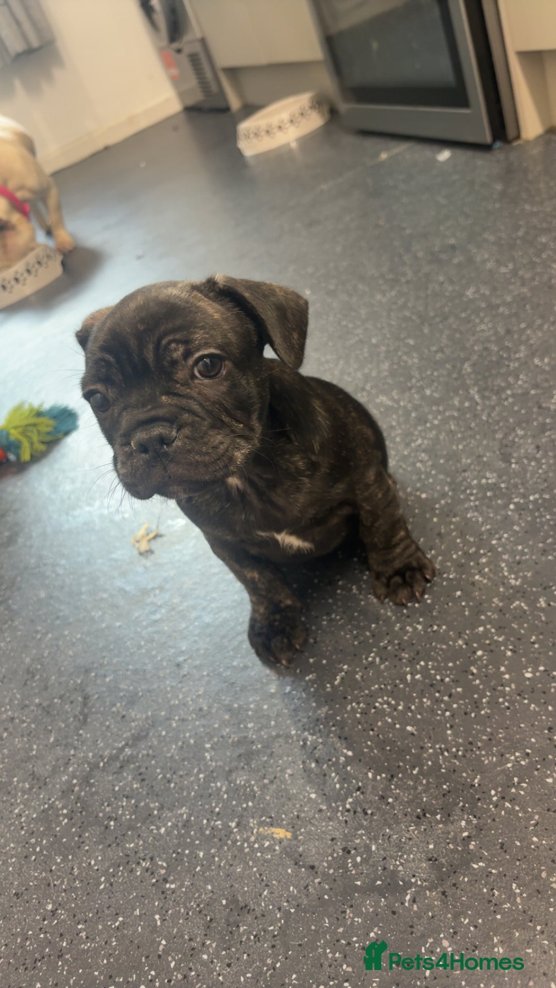 French Bulldog dogs for sale: Puppie for sale  - Image 1