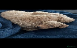 Poochon dogs for sale: STUNNING POOCHON - Image 3