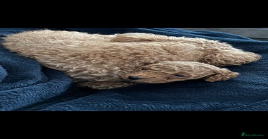 Poochon dogs - Advert 3