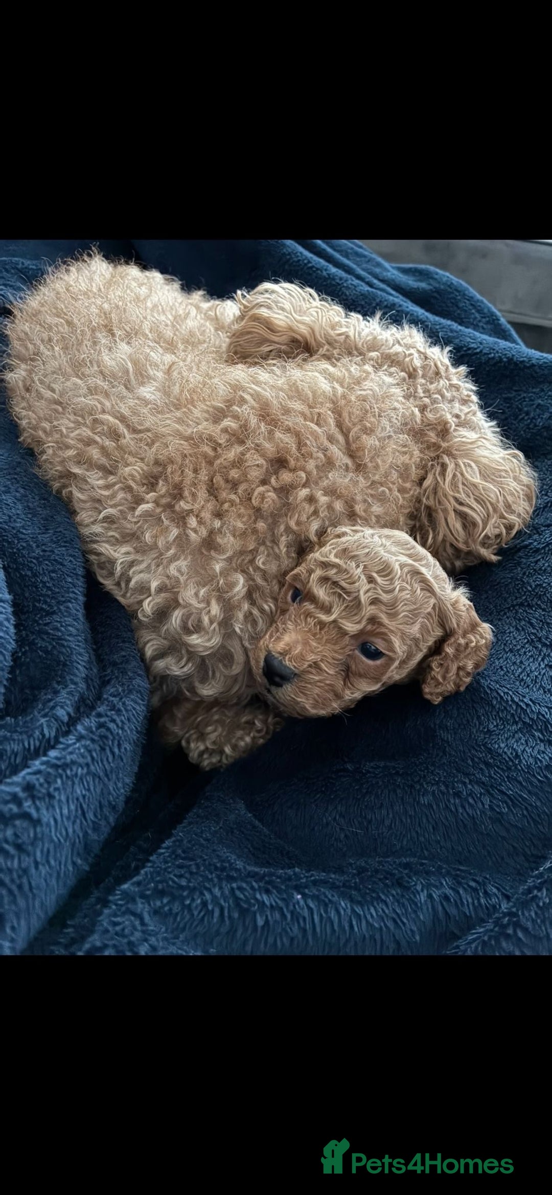 Poochon dogs for sale: STUNNING POOCHON - Image 3