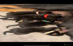 Rottweiler dogs for sale: Stunning Rottweiler puppies  - Image 30