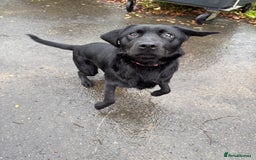 Labrador Retriever dogs for sale: lovely Female for sale  - Advert 2