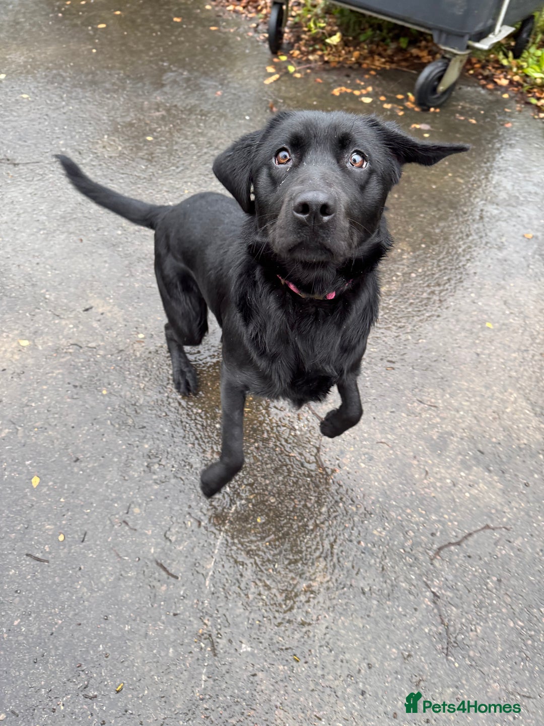 Labrador Retriever dogs for sale: lovely Female for sale  - Advert 2