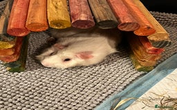 Guinea Pig rodents for sale: Amos and Arthur - Image 2