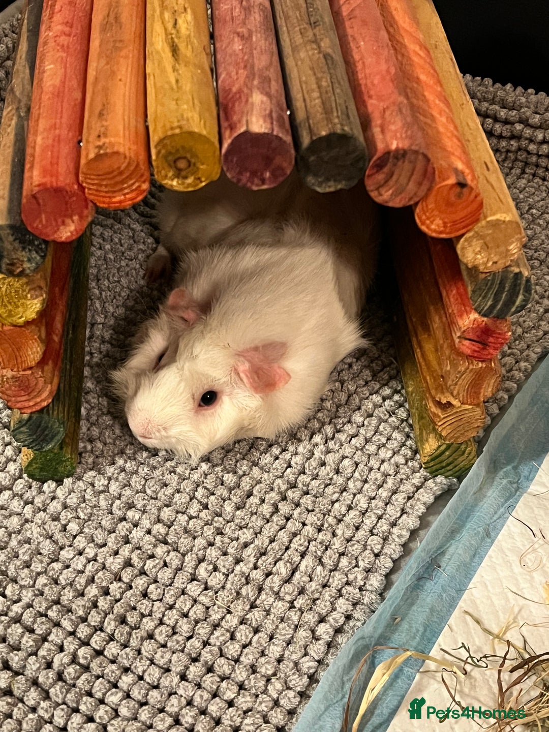 Guinea Pig rodents for sale: Amos and Arthur - Image 2