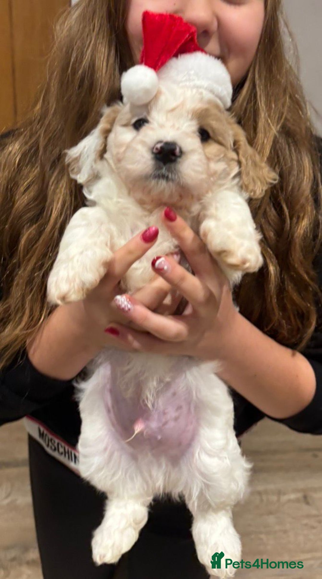 Cavapoochon dogs for sale: Cavapoochon  - Advert 3