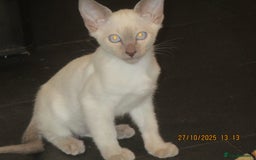 Siamese cats for sale: siamese blue point boy - Image 2