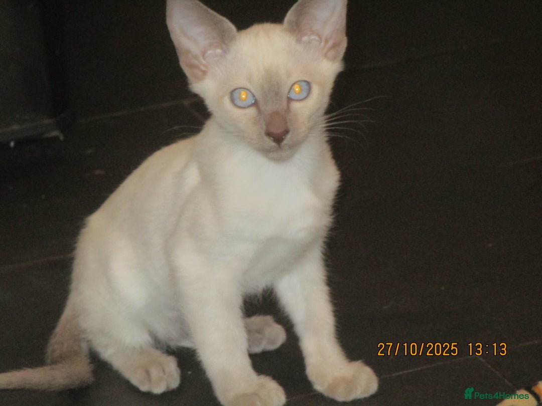 Siamese cats for sale: siamese blue point boy - Image 2