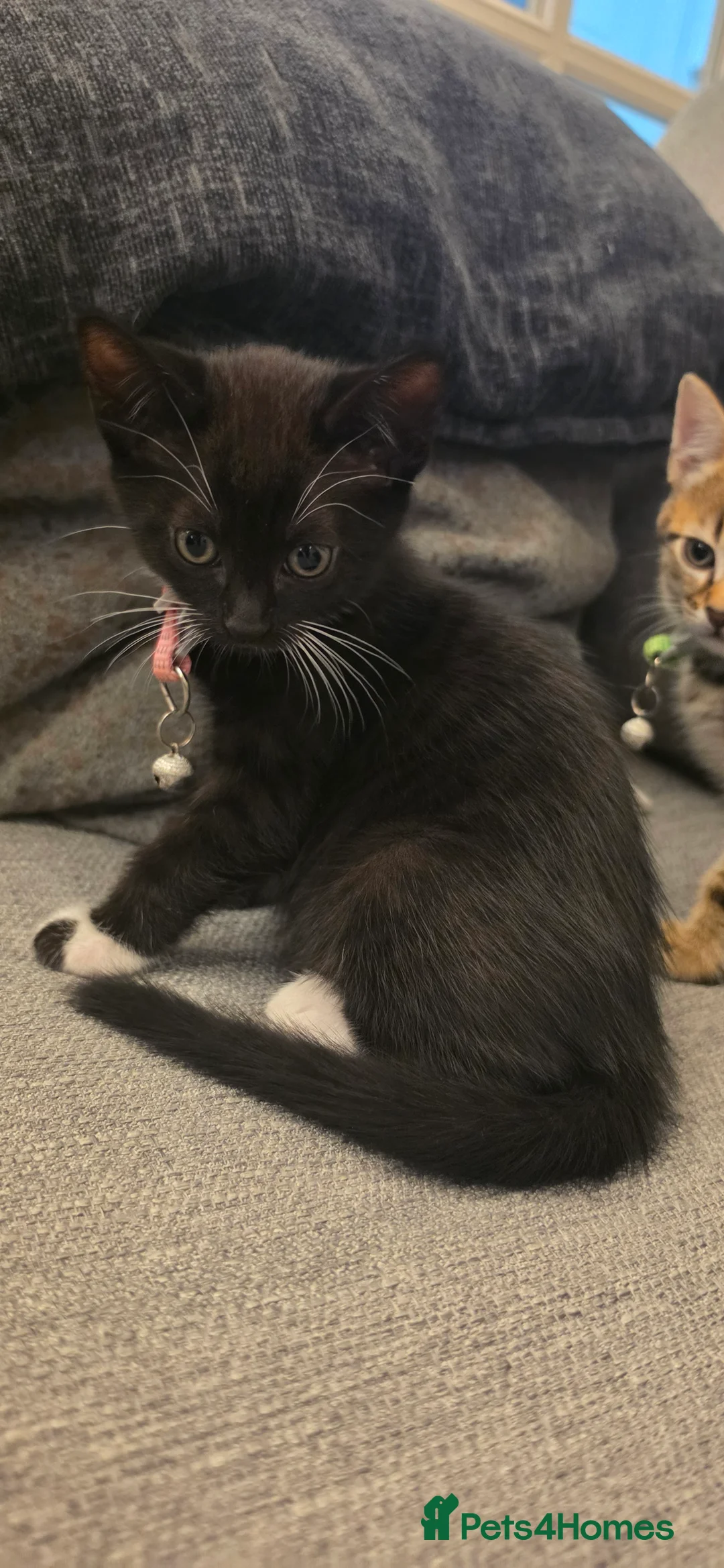 Mixed Breed cats for sale: Stunning mixed Bengal breed in Ilford - Advert 2