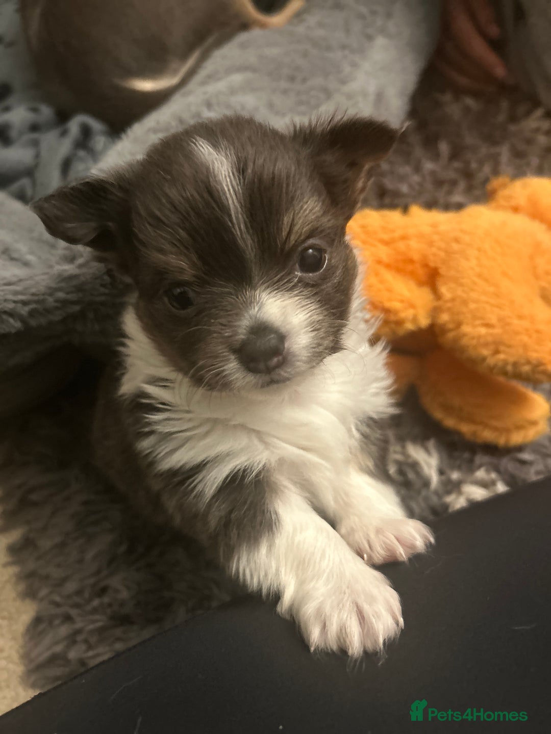 Chihuahua dogs for sale: Adorable chihuahuas  - Advert 6