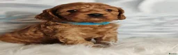 Cavapoo dogs for sale:  Beautiful Cavapoo  - Advert 6