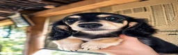Miniature Dachshund dogs for sale: Last Wonderful KC Reg.MiniatureLH Dachshund Puppy  - Advert 8